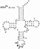 Trna Phe Coli Secondary Nucleotides sketch template