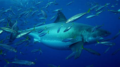 biggest great white  filmed shark week discovery