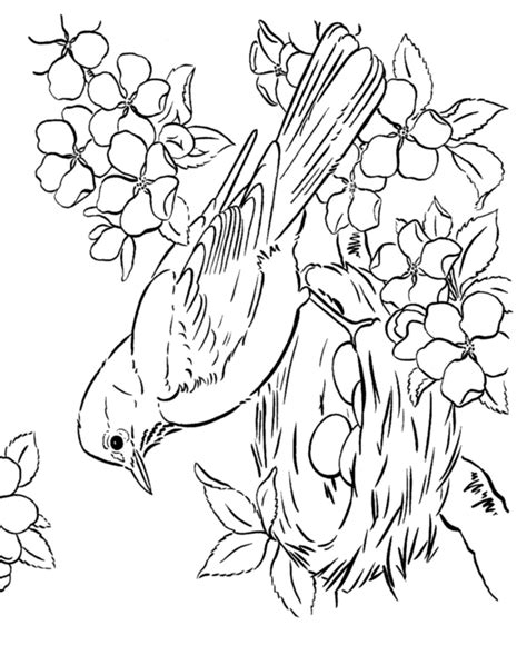 beautiful bird coloring pages  relaxation spring themed adult