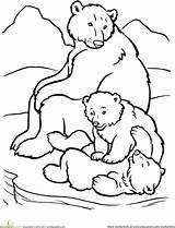Coloring Bear Polar Pages Arctic Animals Animal Drawing Family Printable Cub Cubs Kids Bears Habitat Preschoolers Outline Colouring Sheets Worksheets sketch template