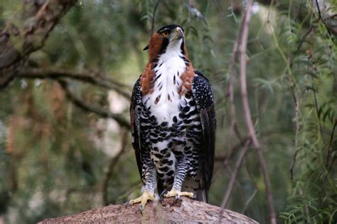 ornate hawk eagle spizaetus ornatus zoochat