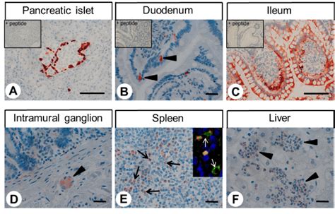 Immunohistochemical Detection Of Gpr68 Localisation In Different Normal