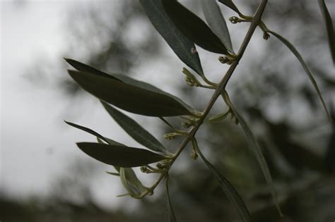 culturas  campo oliveiras em botao