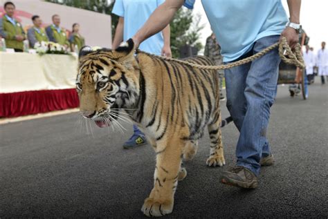 China Businessman Jailed For 13 Years For Eating Tigers