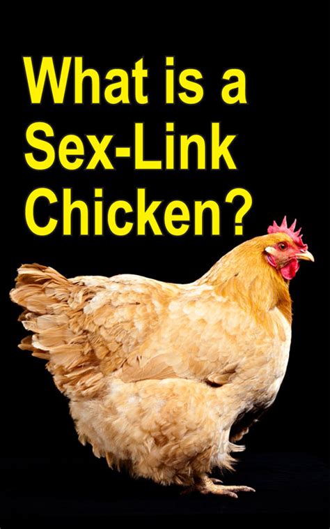 understanding sex link hybrid chickens backyard poultry