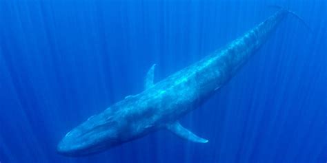 biggest animal   ocean    biggest land animal