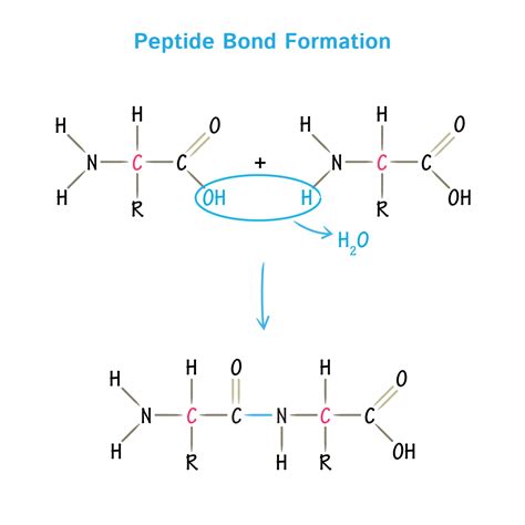 amino acids physical chemical properties  peptide bond