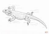 Bearded Dragon Coloring Water Pages Printable Simple Sketch Template Drawings Templates sketch template