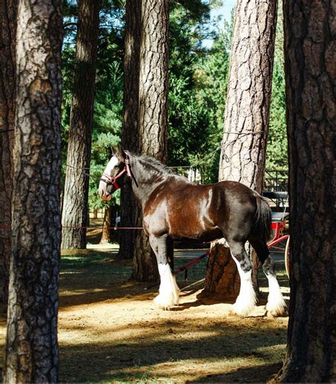 draft horse classic archives page    nevada county fairgrounds