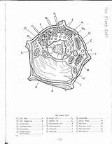 Cell Drawing Coloring Plant Animal Cells Simple Cytoplasm Diagram City Pages Nucleus Getdrawings Printable Cycle Mitochondria Color Paintingvalley Getcolorings Lovely sketch template