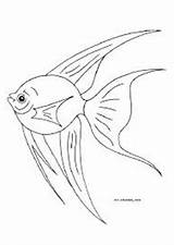 Fish Angel Coloring sketch template