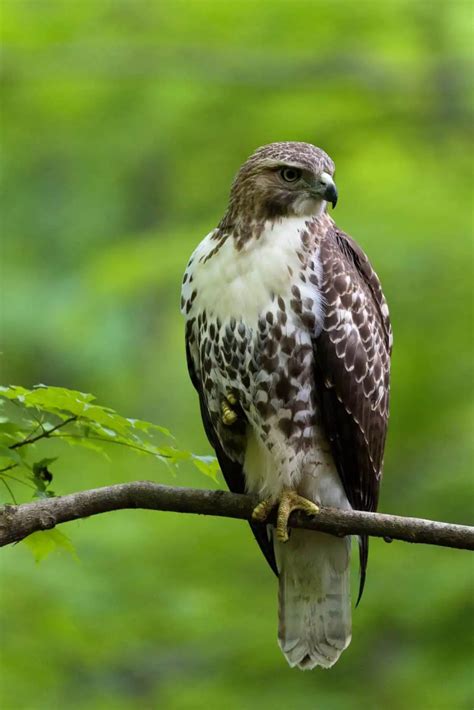 hawks  north carolina  species  pictures wild bird world