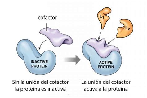 diferencia cofactor coenzima  grupo prostetico curiosoando