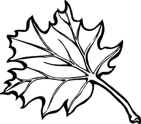 fall leaves coloring pages  kindergarten ya