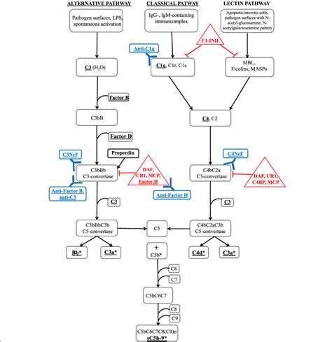 schematic representation   complement pathways  steps
