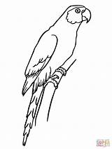 Parakeet Coloring Pages Color sketch template