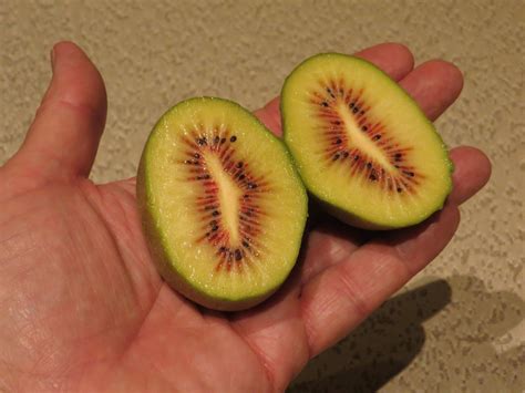 kiwi varieties whats  favorite general fruit growing growing fruit