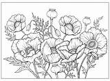 Poppies Colouring Wilairat sketch template