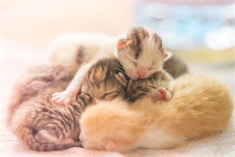newborn kittens sleeping cute baby animals sleep stock image image