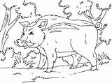 Coloring Pages Forest Animal Pig Wild Wildpig Coloringpages4u sketch template
