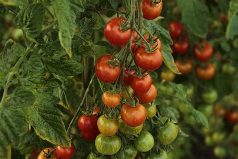 tomato plant diseases      summer southeast agnet