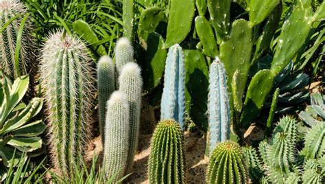 growing cactus