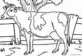 Cow Coloring Pages Dairy Kids Printable Adults Drawing Realistic Color Cool2bkids Print Getcolorings Getdrawings sketch template