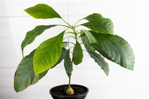 How To Plant An Avocado Tree Everything You Should Know Minneopa