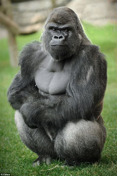 meet oumbie  gorilla stud whos  big hit   girls