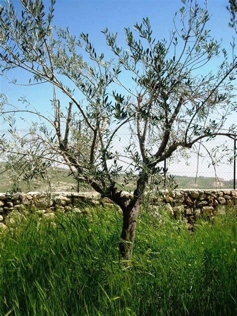 beit sahour shepherds field bethlehem bethlehem palestine pilgrimage farmland