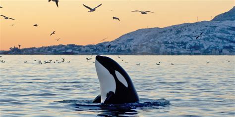 orca rescue huffpost