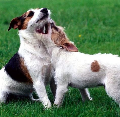 Tiere Gassi Geher Sollten Hunde Beim Sex Nicht Trennen Welt