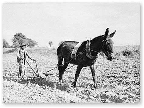 plowing  mule memories shadowy  unwavering pinterest donkey horse  animal