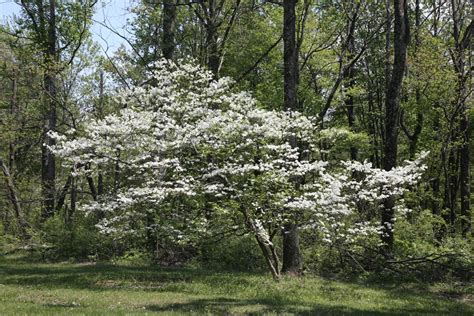flowering dogwood tree facts
