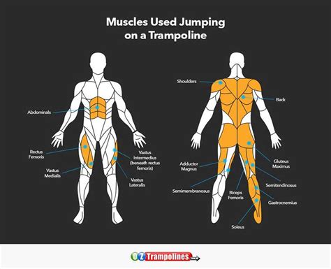 Muscles You Use Jumping On A Trampoline Oz Trampolines