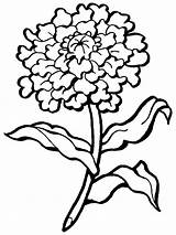 Flower Carnation Coloring Pages Drawing Flowers Printable Line Simple Outline Easy Silhouettes Clipartmag Getdrawings Step Supercoloring Brilliant Clip Kids Entitlementtrap sketch template