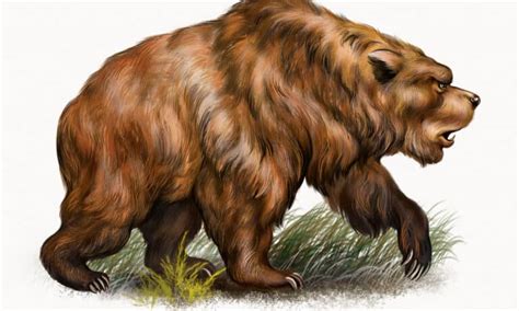 cave bears  extinct   animals