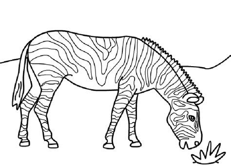 printable zebra coloring pages  kids zebra coloring pages