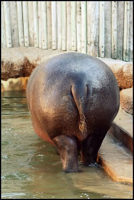hippo butt flickr photo sharing