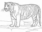 Coloriage Harimau Mewarnai Bengala Bengal Tigri Stampare Kolorowanki Imprimer Tijger Tigers Kleurplaten Tigres Ausmalbilder Kleurplaat Colorir Wydruku Bengale Tygrys Imprimir sketch template