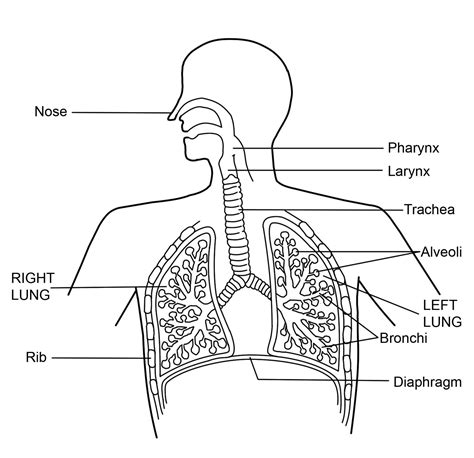 respiratory system divehubid