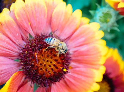 foolproof    plants  grow  bees garden betty