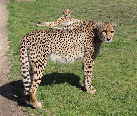 posting cheetah pics  day   run  day  im
