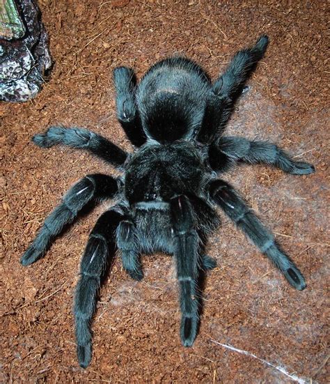 pulchra brazilian black pet spider tarantula pet tarantula