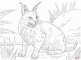 Caracal Coloring Pages Cat Wild Lynx Cats Desert Drawing Realistic Colouring Printable Clipart Color Wildcat Main Kids Mountain Cute Skip sketch template