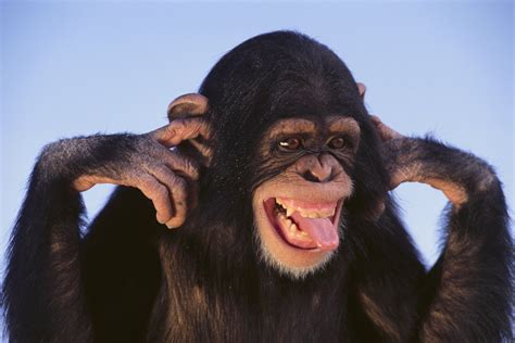 monkey snout animals wallpapers hd desktop  mobile backgrounds