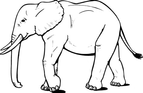 african elephant   side coloring page animals town animals