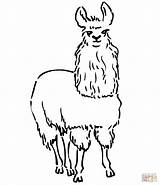 Llama Coloring South Pages American Alpaca Animals Drawing America Kids Line Printable Animal Color sketch template