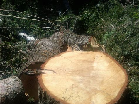 mountain bike trails harming  environment cut   trees