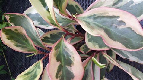 peperomia variegated  pink white  green beautiful house plant  plants seedlings